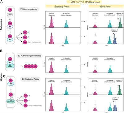 MALDI-TOF Mass Spectrometry for interrogating ubiquitin enzymes